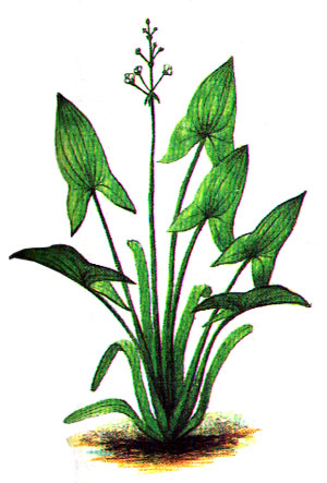 Стрелолист длинноклювый