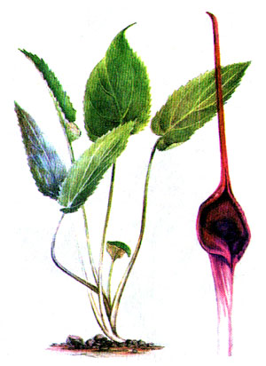 Криптокорина жихорская