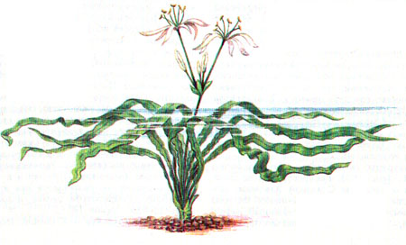 Кринум плавающий