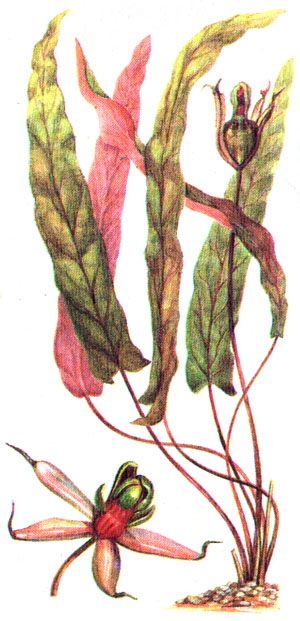 Барклайя длиннолистная