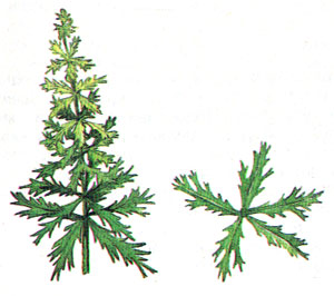 Лимнофила сидячецветковая